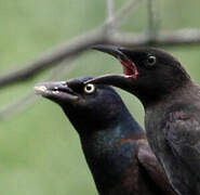 Common Grackle