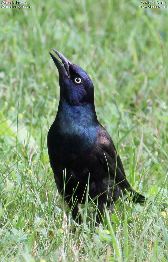 Common Grackle male adult