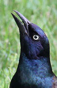 Common Grackle