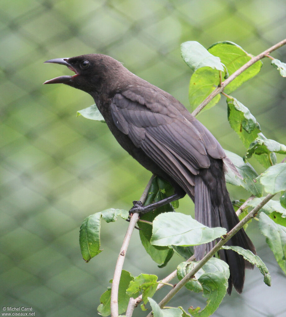 Common Gracklejuvenile