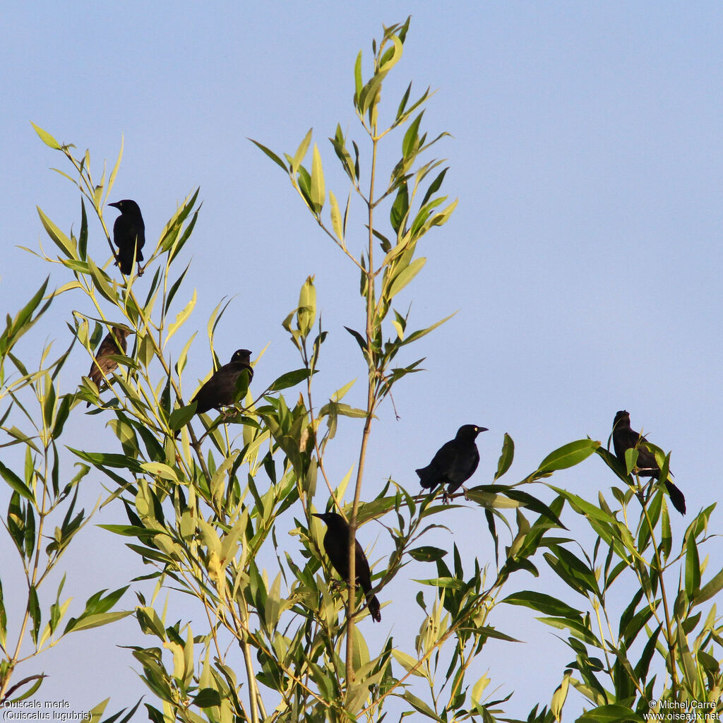 Carib Grackle