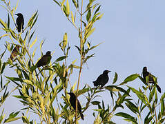 Carib Grackle