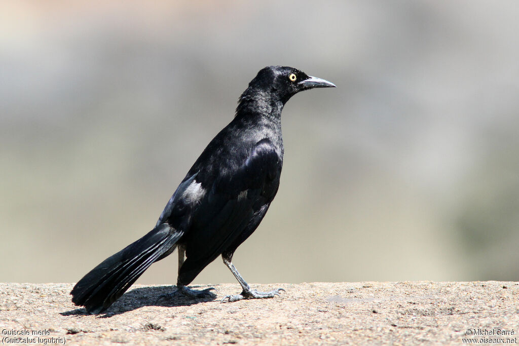 Carib Grackle male adult