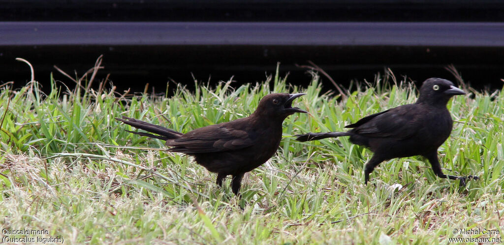 Carib Gracklejuvenile