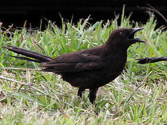 Carib Grackle