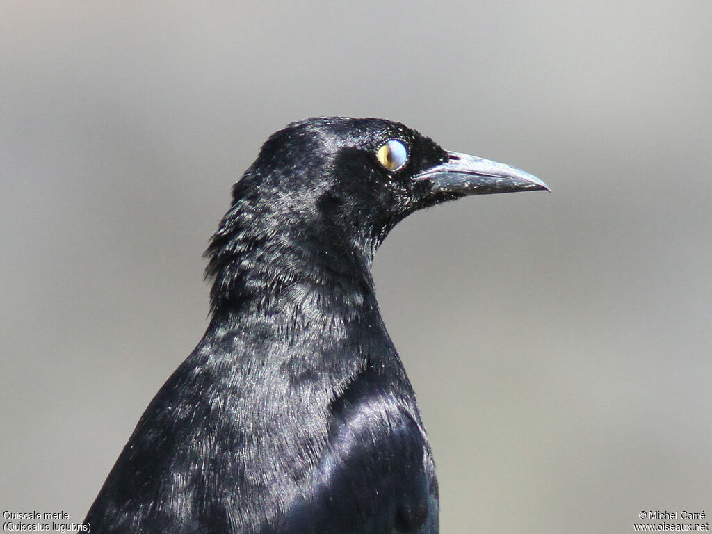 Carib Grackle male adult