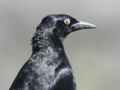 Carib Grackle