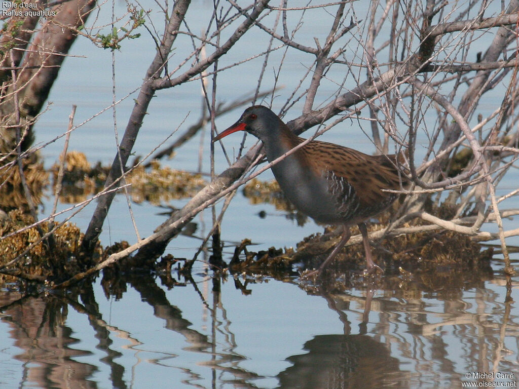 Water Rail