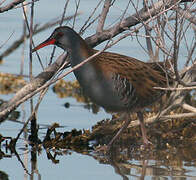 Water Rail