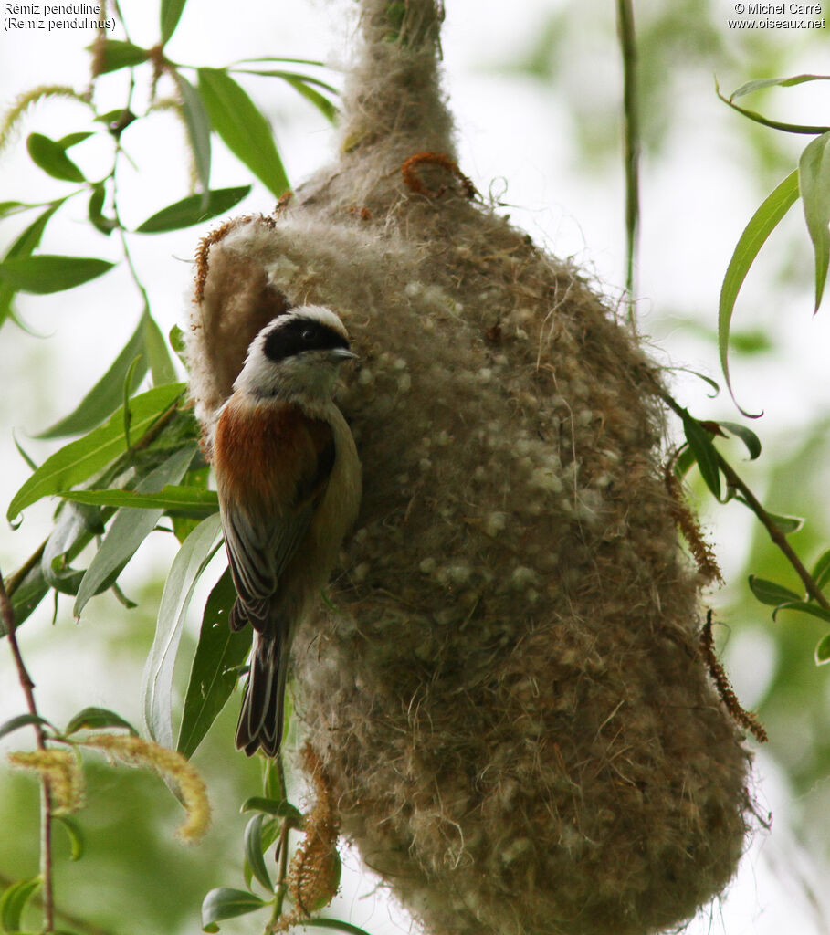 Rémiz penduline mâle adulte