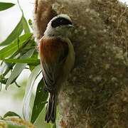 Eurasian Penduline Tit