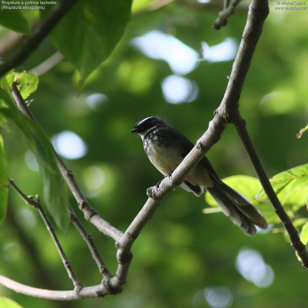 White-spotted Fantailadult