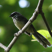 White-spotted Fantail