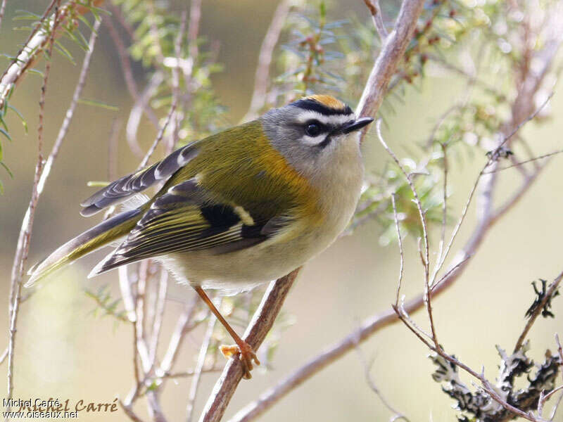 Madeira Firecrest male adult breeding, identification