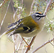 Madeira Firecrest