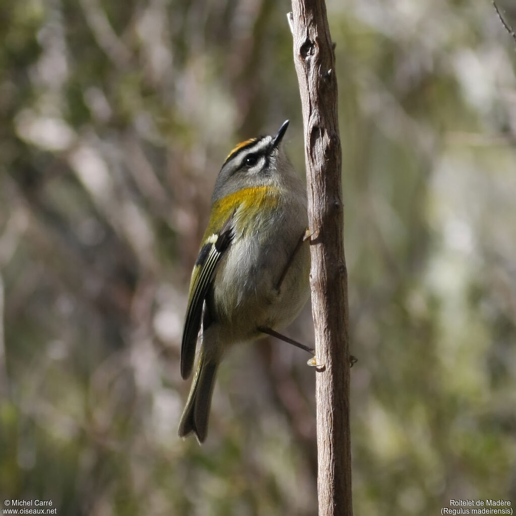 Madeira Firecrest male adult