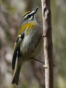 Madeira Firecrest