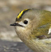 Goldcrest