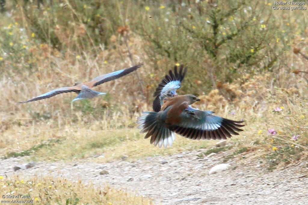 European Rolleradult