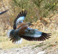 European Roller