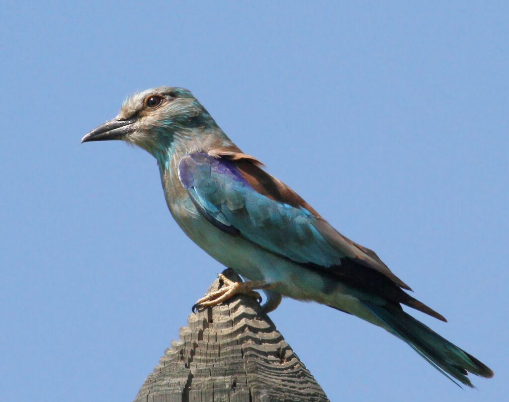 European Roller