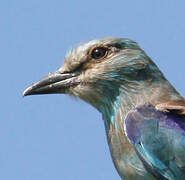 European Roller