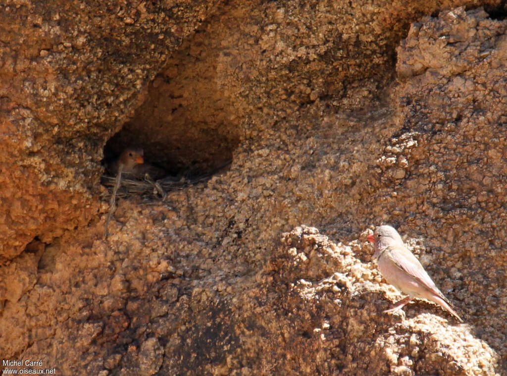 Trumpeter Finch female adult, Reproduction-nesting