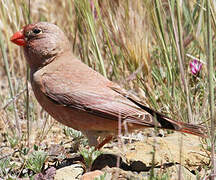 Trumpeter Finch