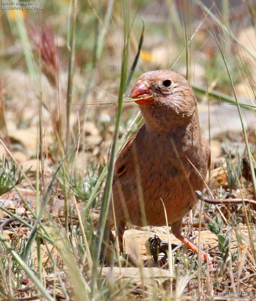 Trumpeter Finch male adult breeding