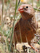 Trumpeter Finch