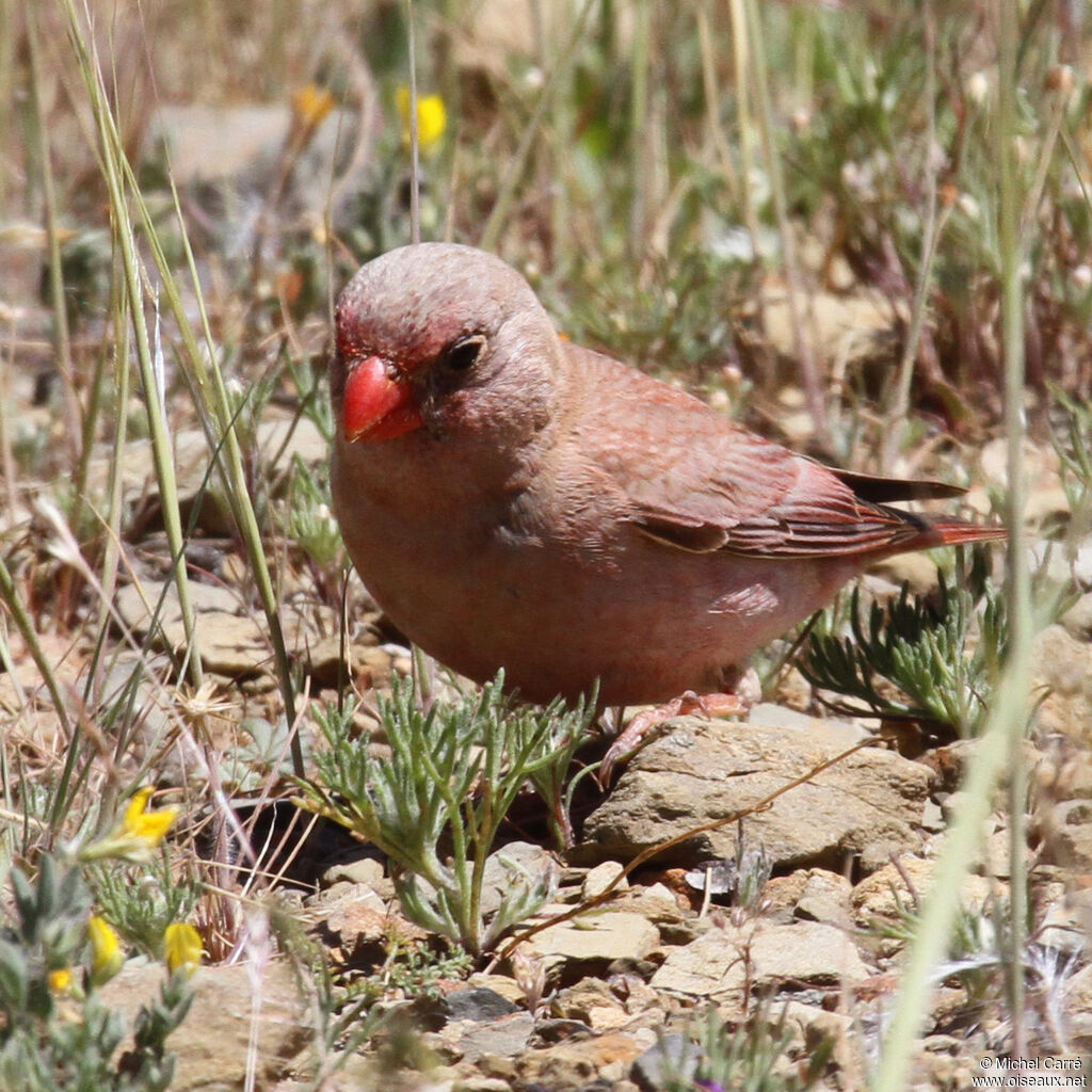 Trumpeter Finch male adult breeding