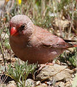 Trumpeter Finch