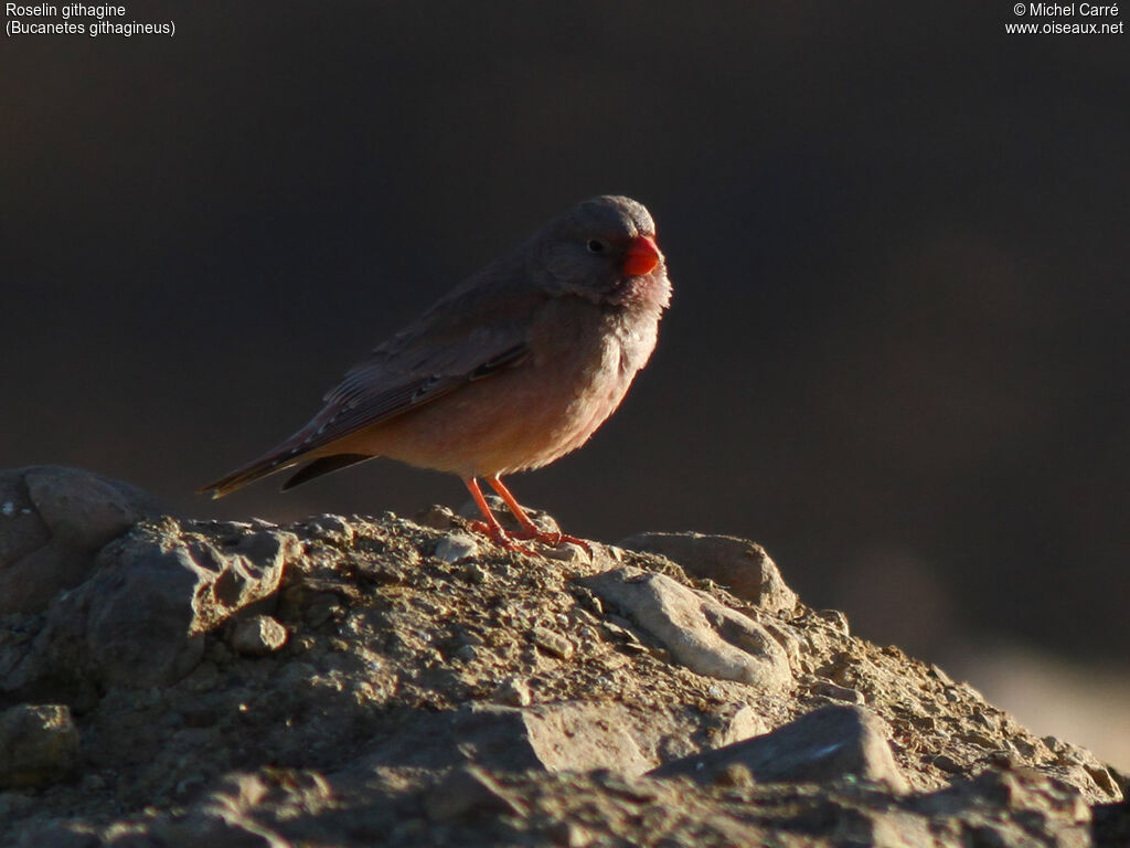 Trumpeter Finch