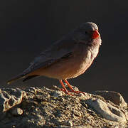 Trumpeter Finch