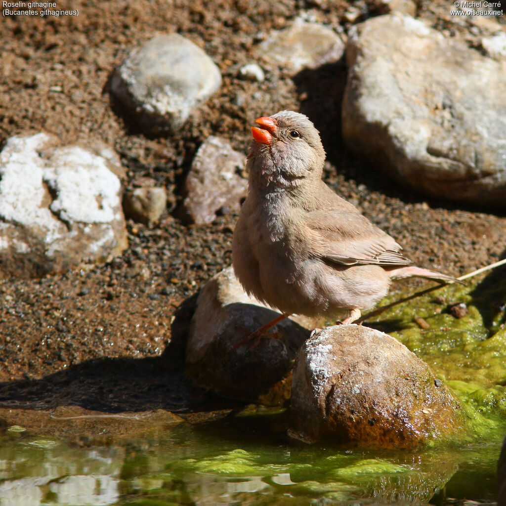 Trumpeter Finch, drinks