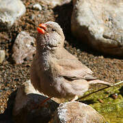 Trumpeter Finch