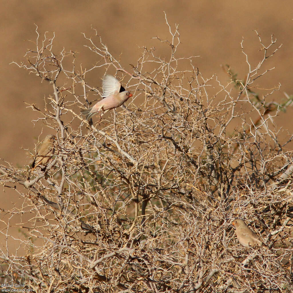 Trumpeter Finch male adult, Flight