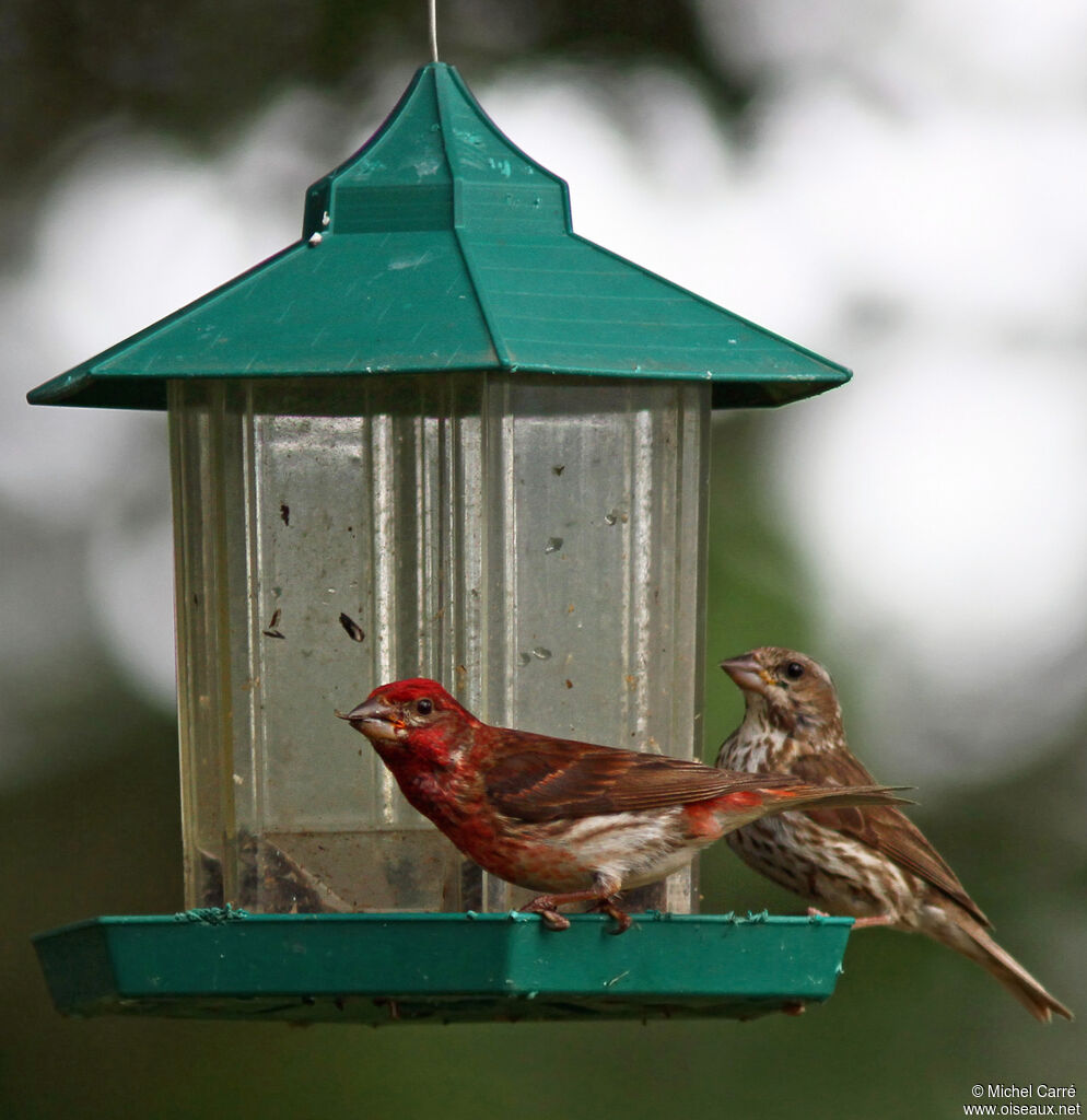 Purple Finch adult