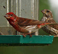 Purple Finch