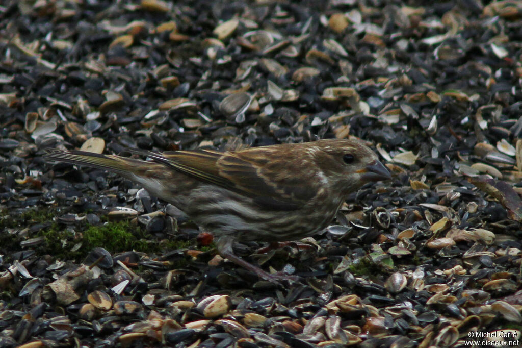 Purple Finch female adult