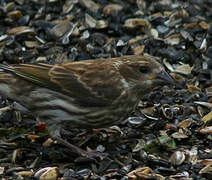 Purple Finch