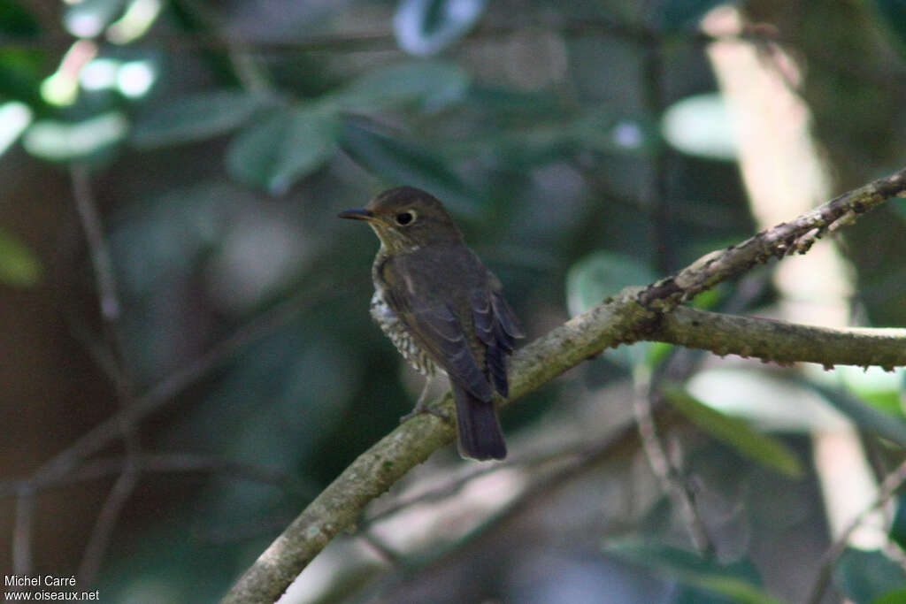 Rossignol indien femelle adulte, identification
