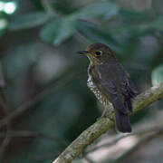 Indian Blue Robin