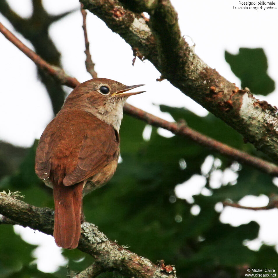 Common Nightingaleadult