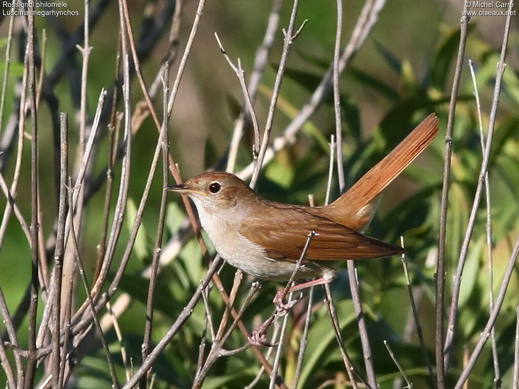 Common Nightingale