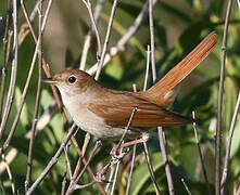 Common Nightingale