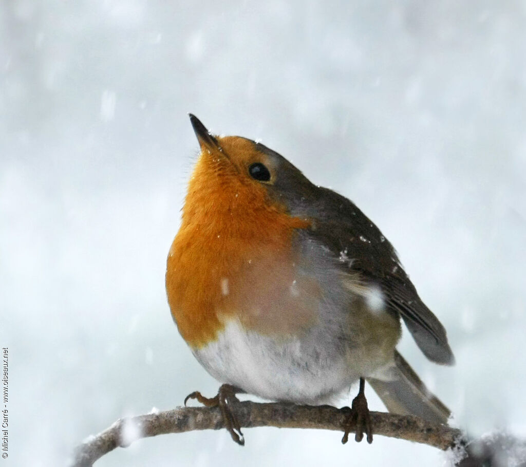 European Robinadult