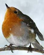 European Robin