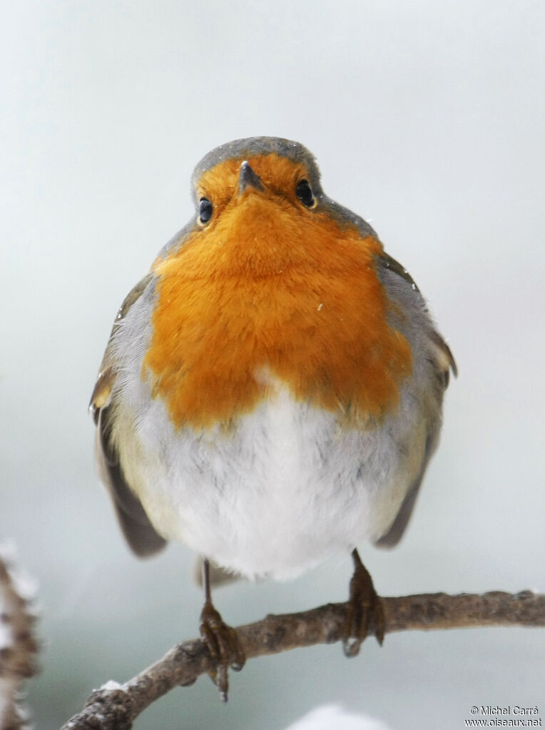 European Robinadult