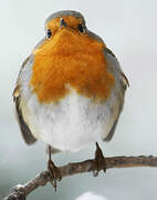 European Robin